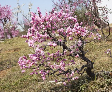 梅花 草地