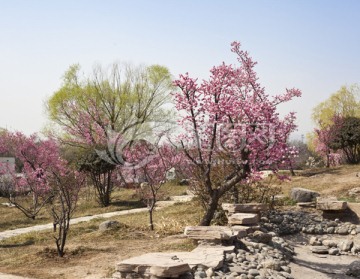 春天 柳树 植物园