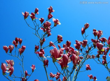 玉兰花树