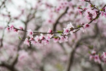 桃花