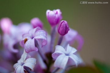 丁香花