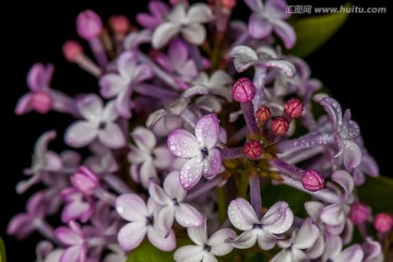 丁香花