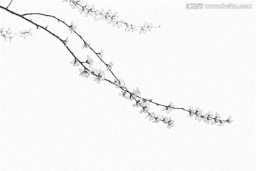 桃花素描