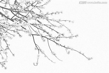 桃花素描