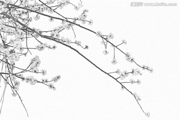 桃花素描