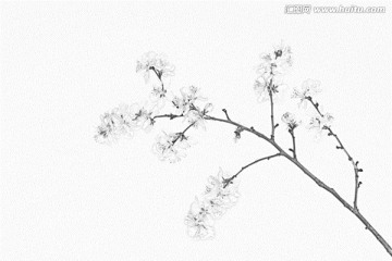 桃花素描
