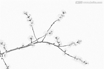 桃花素描