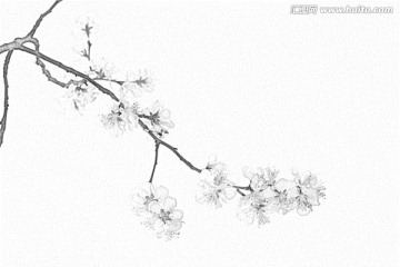 桃花素描