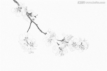 桃花素描
