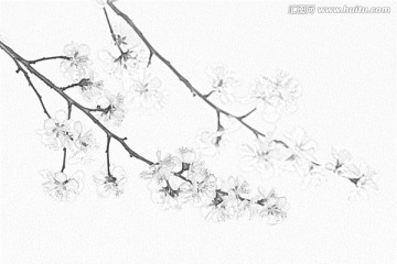 桃花素描