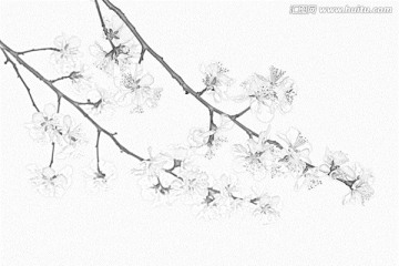 桃花素描