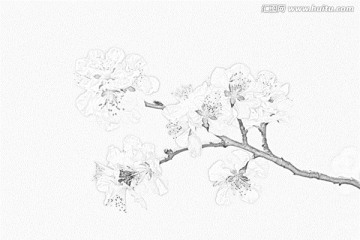 桃花素描