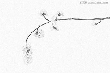 桃花素描