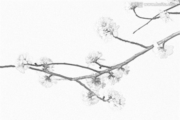 桃花素描
