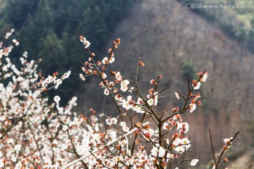 杭垓桃花