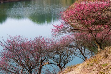 杭垓桃花