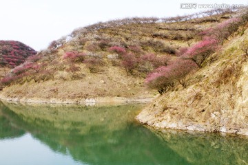 杭垓桃花