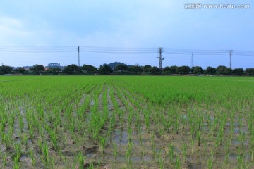 水稻田