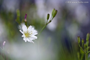 小野菊