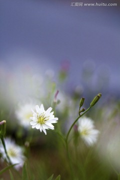 野菊花