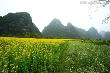 油菜花