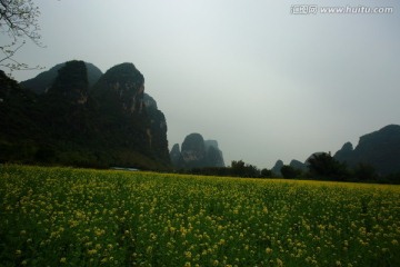 油菜花