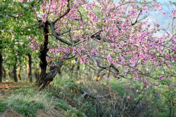 桃花源