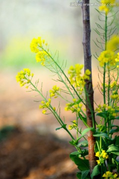 油菜花