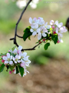 苹果花