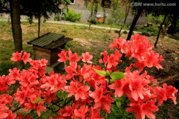 映山红 杜鹃花