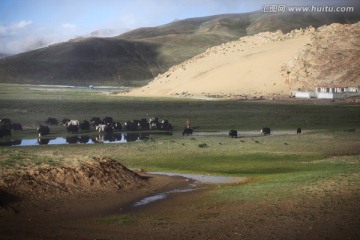放牧 旄牛 西藏