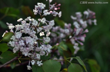 丁香花