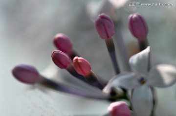 丁香花