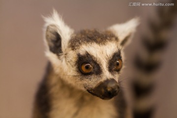 小浣熊