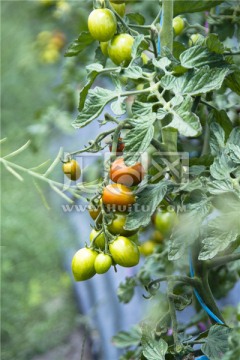 农场里种植的番茄