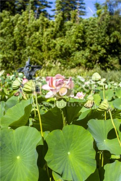 荷塘里的莲花