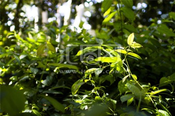 澳洲热带植物树叶