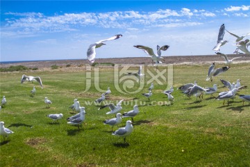 南澳蓝湖上一群自由飞翔的银鸥