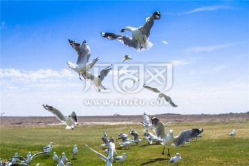 南澳蓝湖上的一群银鸥