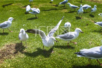 草坪上一群可爱的澳洲银鸥
