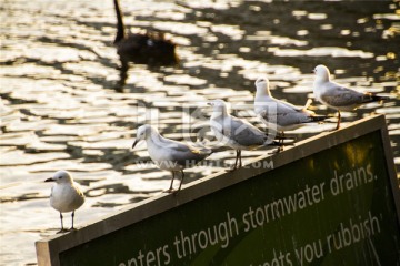 南澳蓝湖一排栖息的银鸥
