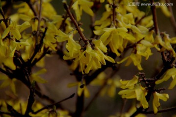 迎春花