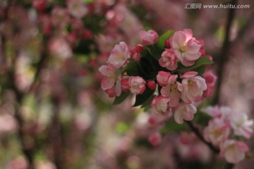 海棠花