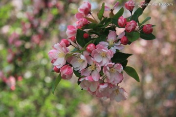 海棠花