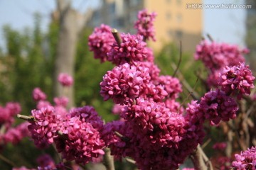 紫荆花