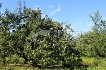 梨树