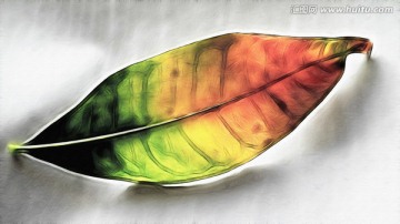 樹葉