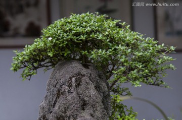 川派盆景