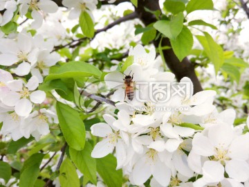 苹果花