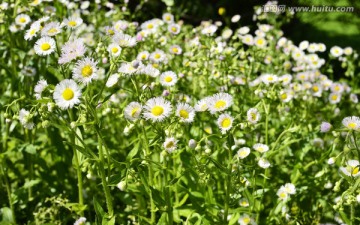 清新野菊花